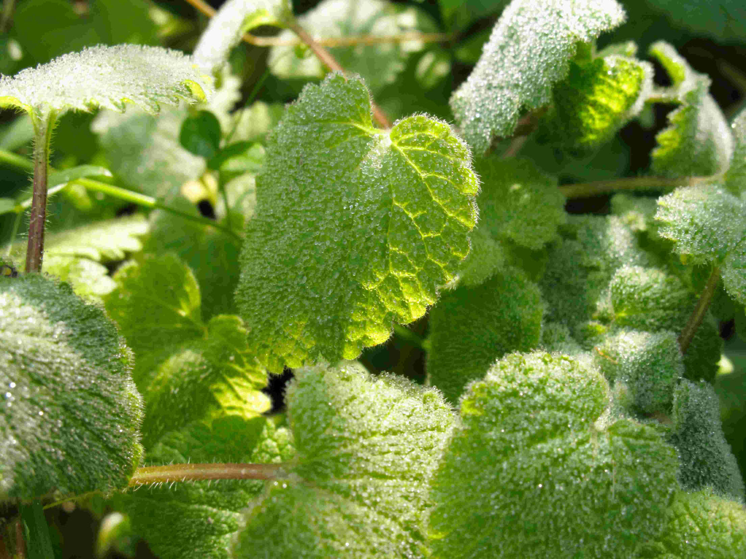 Apfelminze (Mentha suaveolens) Tee 