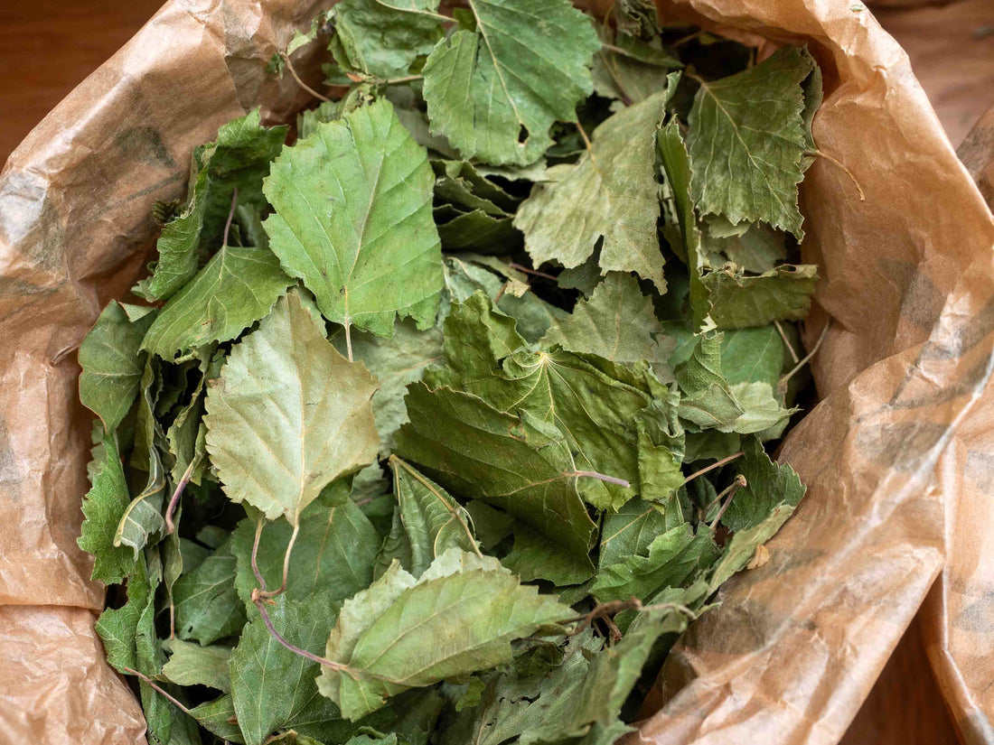 Té de hojas de abedul (Betula pendula) 