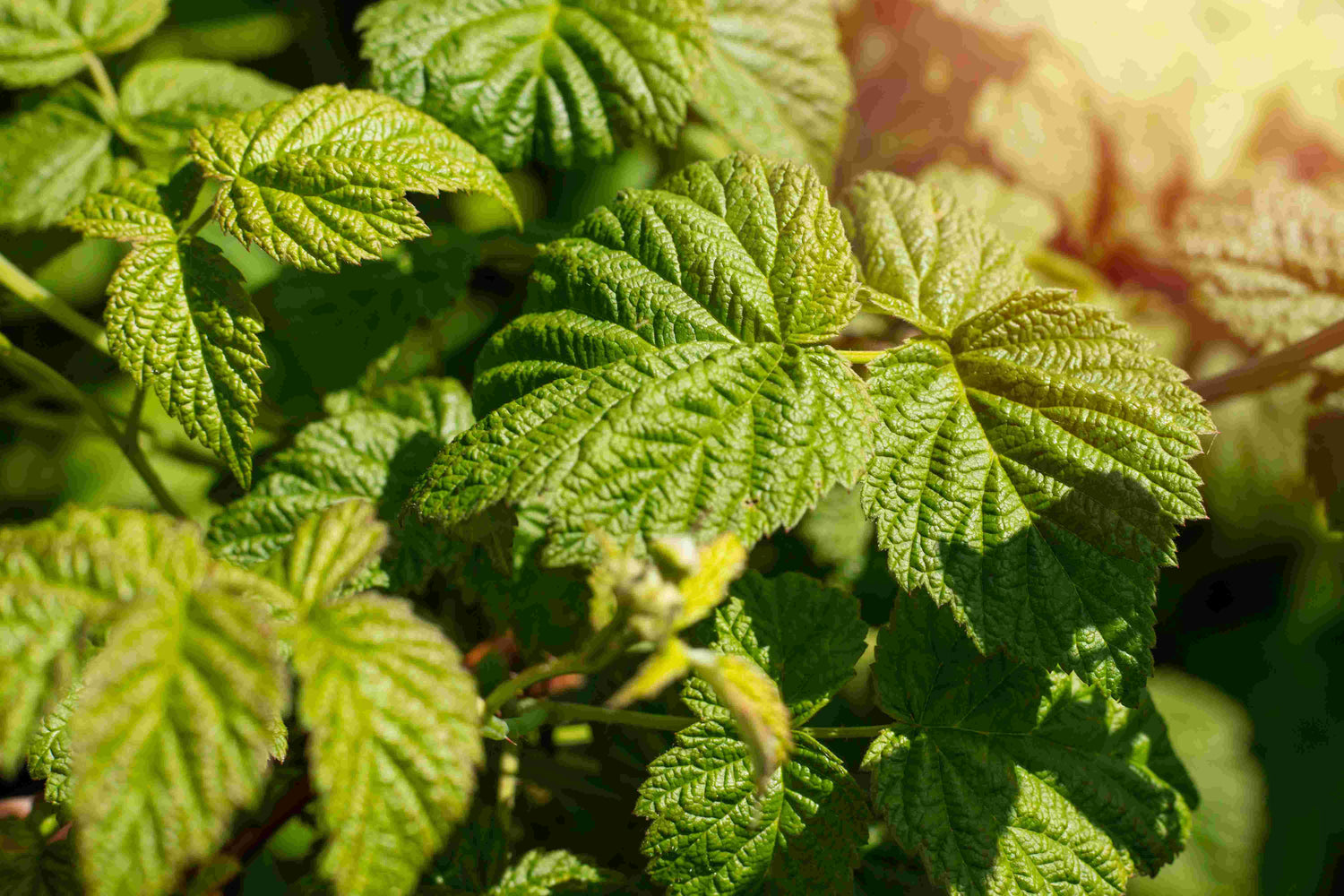 Té de hojas de grosella negra (Ribes nigrum) 