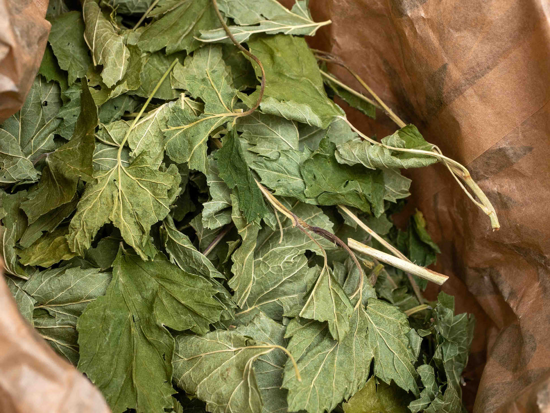 Blackcurrant Leaves (Ribes nigrum) Tea