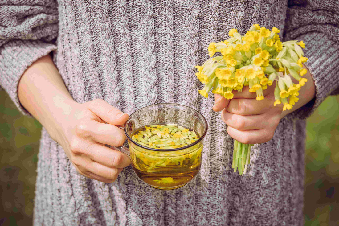 Cowslip (Primula veris) Tea