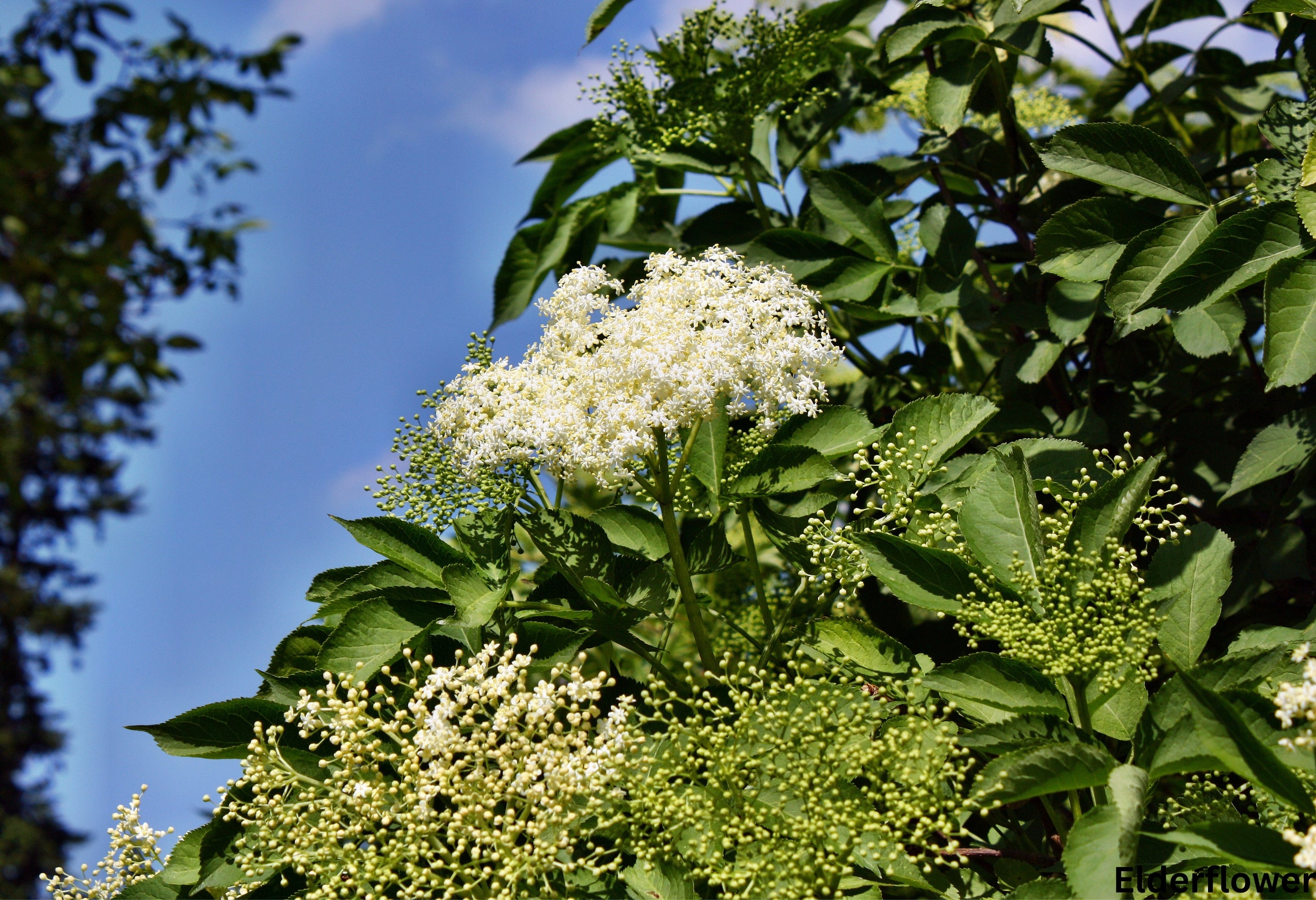 Elderflower (Sambucus nigra) Tea