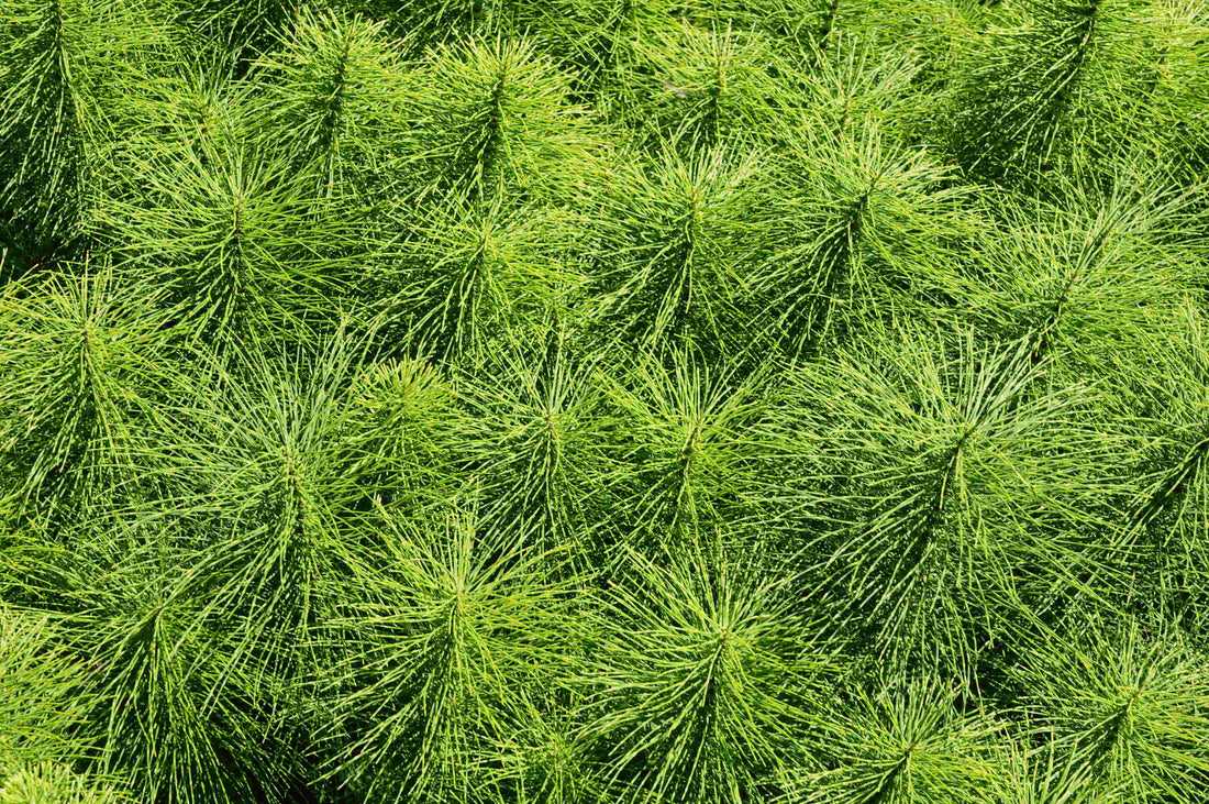 Té de cola de caballo de campo (Equisetum arevense) 