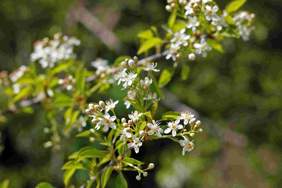 Duftender Kirschtee (Prunus mahaleb). 