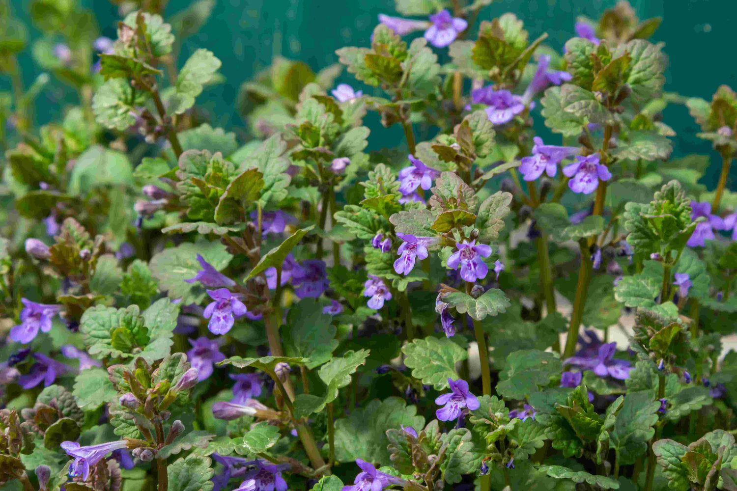 Té de hiedra molida (Glechoma hederacea) 