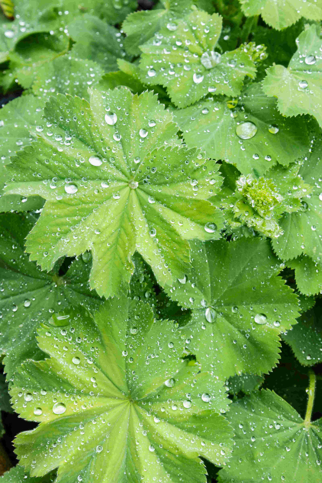 Frauenmanteltee (Alchemilla vulgaris). 