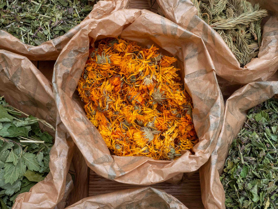 Té de caléndula (Calendula officinalis) 